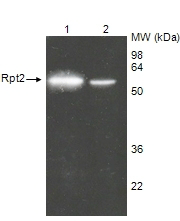 Proteasome 19S Rpt2/S4 subunit (human) polyclonal antibody Western blot