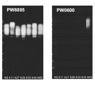 Polyubiquitin (K63-linkage-specific) monoclonal antibody (HWA4C4) Western blot