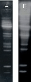 Polyubiquitin (K63-linkage-specific) monoclonal antibody (HWA4C4) (HRP conjugate) Western blot