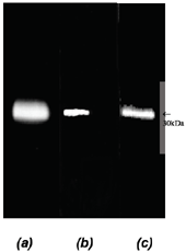 Proteasome activator 11S α subunit polyclonal antibody image
