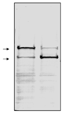 PARP-1 monoclonal antibody (C-2-10) (affinity purified) Western blot