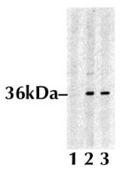 [pSer52]Eukaryotic Initiation factor 2 α polyclonal antibody image Western Blot