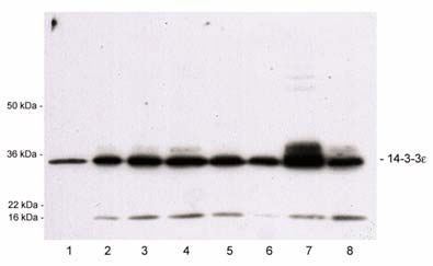14-3-3ε (CT) polyclonal antibody Western blot