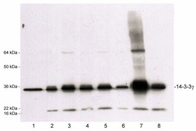 14-3-3γ polyclonal antibody Western blot