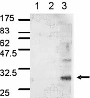 [pSer185]14-3-3 polyclonal antibody Western blot