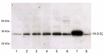14-3-3ζ polyclonal antibody Western blot