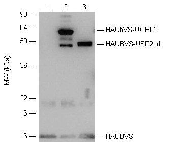 Ubiquitin vinyl sulfone, (HA-tag) Western blot