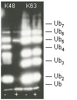 Otubain-1 (human), (recombinant) (His-tag) Western blot