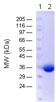 Otubain-1 (human), (recombinant) (His-tag) SDS-PAGE
