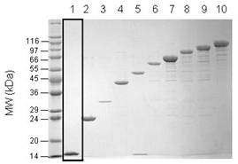 Di-ubiquitin (linear) SDS-PAGE