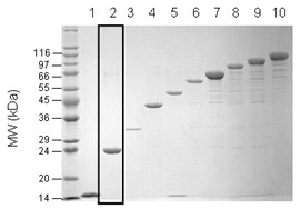 Tri-ubiquitin (linear) SDS-PAGE