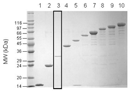 Tetra-ubiquitin (linear) SDS-PAGE