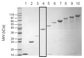 Penta-ubiquitin (linear) SDS-PAGE