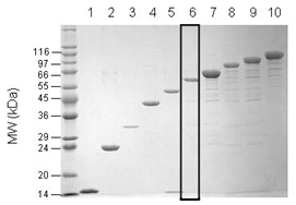 Hepta-ubiquitin (linear) SDS-PAGE