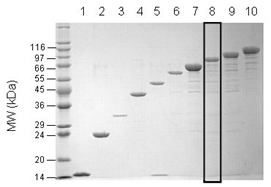 Nona-ubiquitin (linear) SDS-PAGE