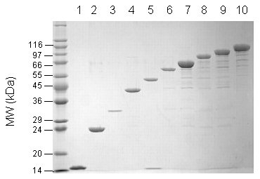 Linear polyubiquitin chains, sampler pack SDS-PAGE