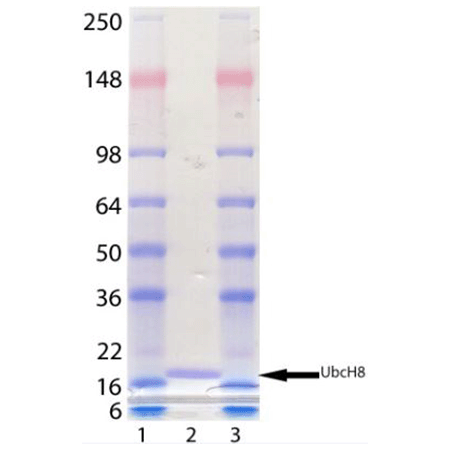 UbcH8 (human), (recombinant) (His-tag) SDS-PAGE