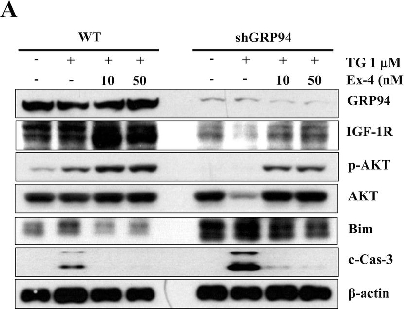 ADI-SPA-850 Grp94 monoclonal antibody (9G10) Western Blot 13