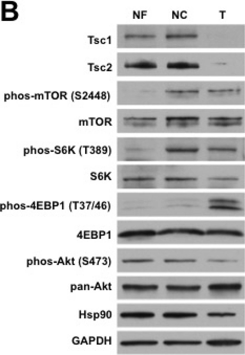 ADI-SPA-835 HSP90 monoclonal antibody (16F1) Western Blot Human 13