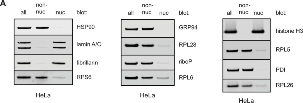 ADI-SPA-850 Grp94 monoclonal antibody (9G10) Western Blot 16