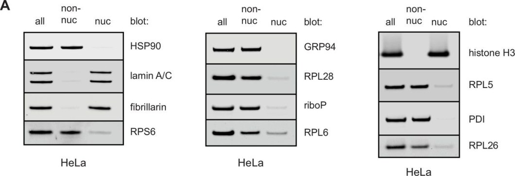 ADI-SPA-850 Grp94 monoclonal antibody (9G10) Western Blot 16