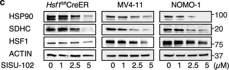 ADI-SPA-901 HSF1 polyclonal antibody Western Blot Human 2