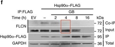ADI-SPA-835 HSP90 monoclonal antibody (16F1) Western Blot Human 6