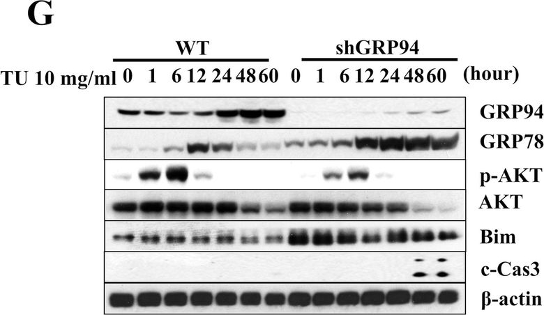 ADI-SPA-850 Grp94 monoclonal antibody (9G10) Western Blot 8