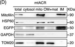 ADI-SPA-806 HSP60 monoclonal antibody (LK-1) Western Blot 1