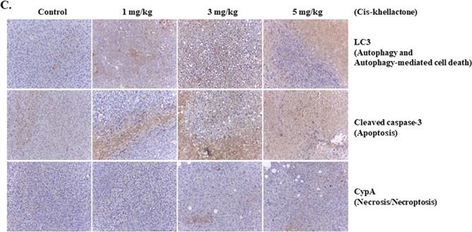 BML-SA296 Cyclophilin A polyclonal antibody Immunohistochemistry Human 1