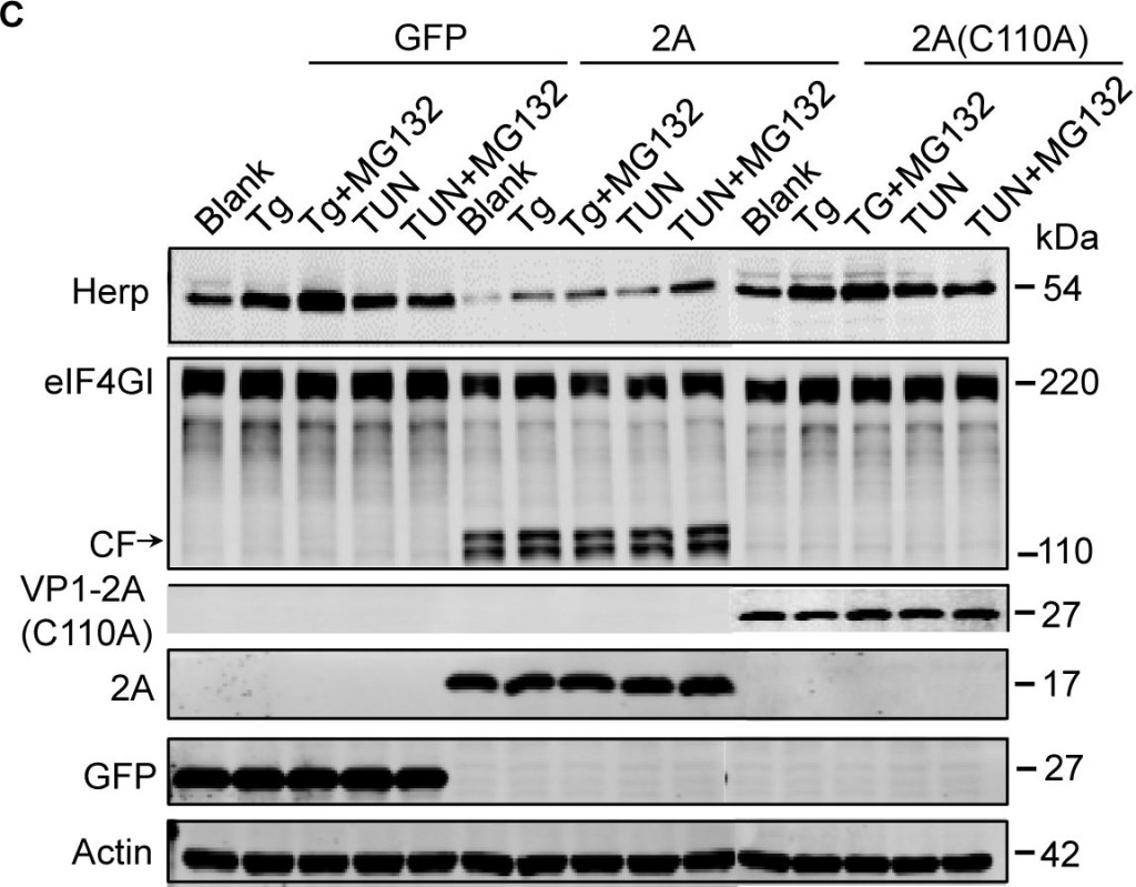 BML-PW9705 HERP (human) polyclonal antibody Western Blot Human 4