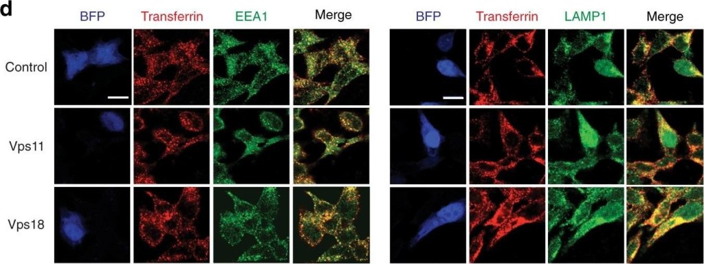 ALX-210-239 Early endosomal antigen 1 polyclonal antibody Immunofluorescence Human 1