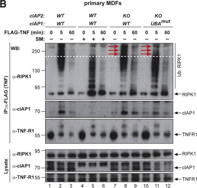 ALX-803-335 c-IAP1 monoclonal antibody (1E1-1-10) Western Blot Mouse 10