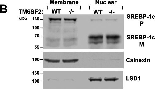 ADI-SPA-860 Calnexin polyclonal antibody Western Blot Mouse 5