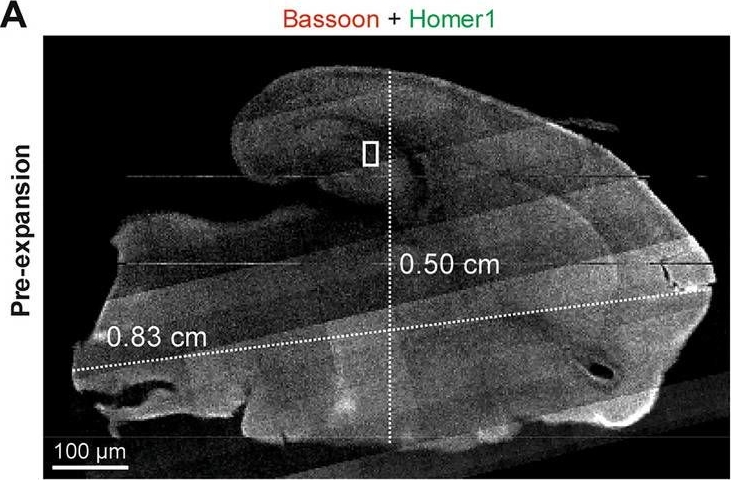 ADI-VAM-PS003 Bassoon monoclonal antibody (SAP7F407) Immunohistochemistry-Immunofluorescence Rat 1