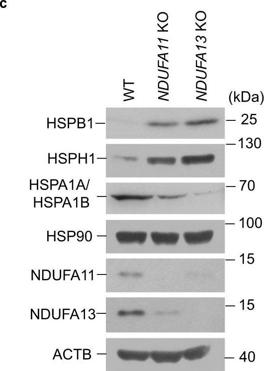 ADI-SPA-812 HSP70/HSP72 polyclonal antibody Western Blot Human 6