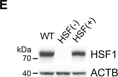 ADI-SPA-901 HSF1 polyclonal antibody Western Blot Mouse 1