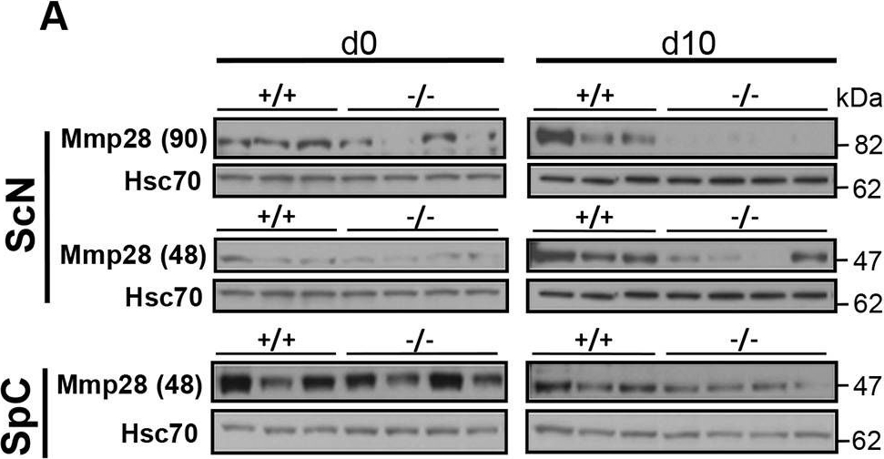 ADI-SPA-816 HSC70/HSP73 polyclonal antibody Western Blot Mouse 2