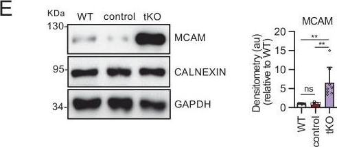 ADI-SPA-860 Calnexin polyclonal antibody Western Blot Mouse 18