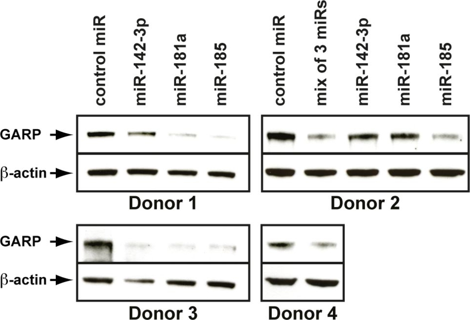 ALX-804-867 LRRC32 monoclonal antibody (Plato-1) Western Blot Human 1