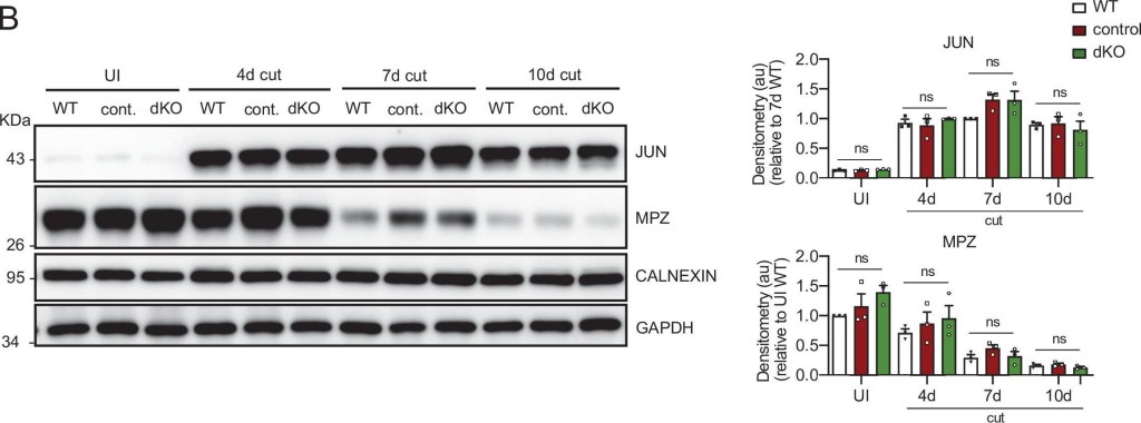 ADI-SPA-860 Calnexin polyclonal antibody Western Blot Mouse 24