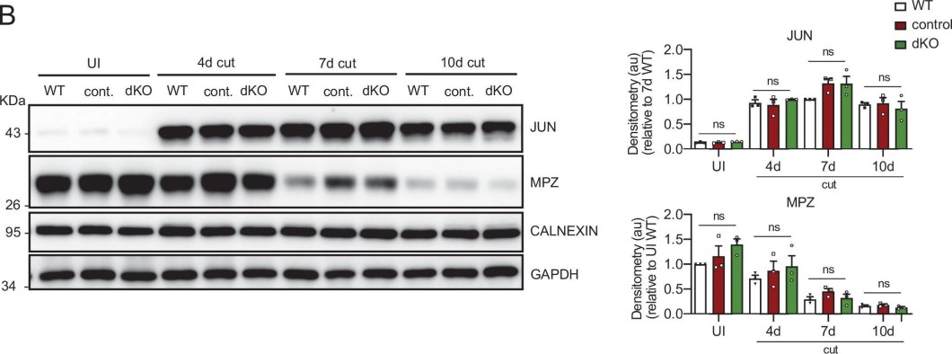 ADI-SPA-860 Calnexin polyclonal antibody Western Blot Mouse 24