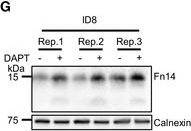ADI-SPA-860 Calnexin polyclonal antibody Western Blot Human 9