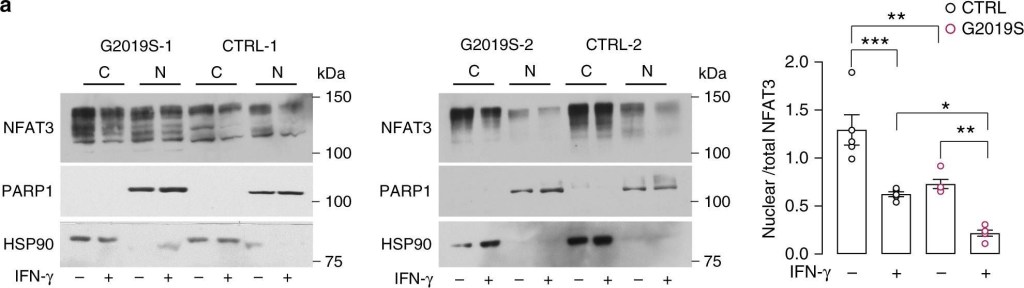ADI-SPA-836 HSP90 polyclonal antibody Western Blot Human 1