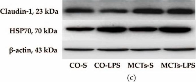 ADI-SPA-810 HSP70/HSP72 monoclonal antibody (C92F3A-5) Western Blot Pig 1