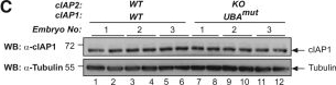 ALX-803-335 c-IAP1 monoclonal antibody (1E1-1-10) Western Blot Mouse 3