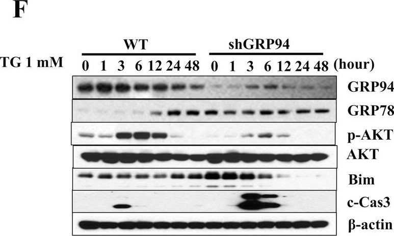 ADI-SPA-850 Grp94 monoclonal antibody (9G10) Western Blot 9