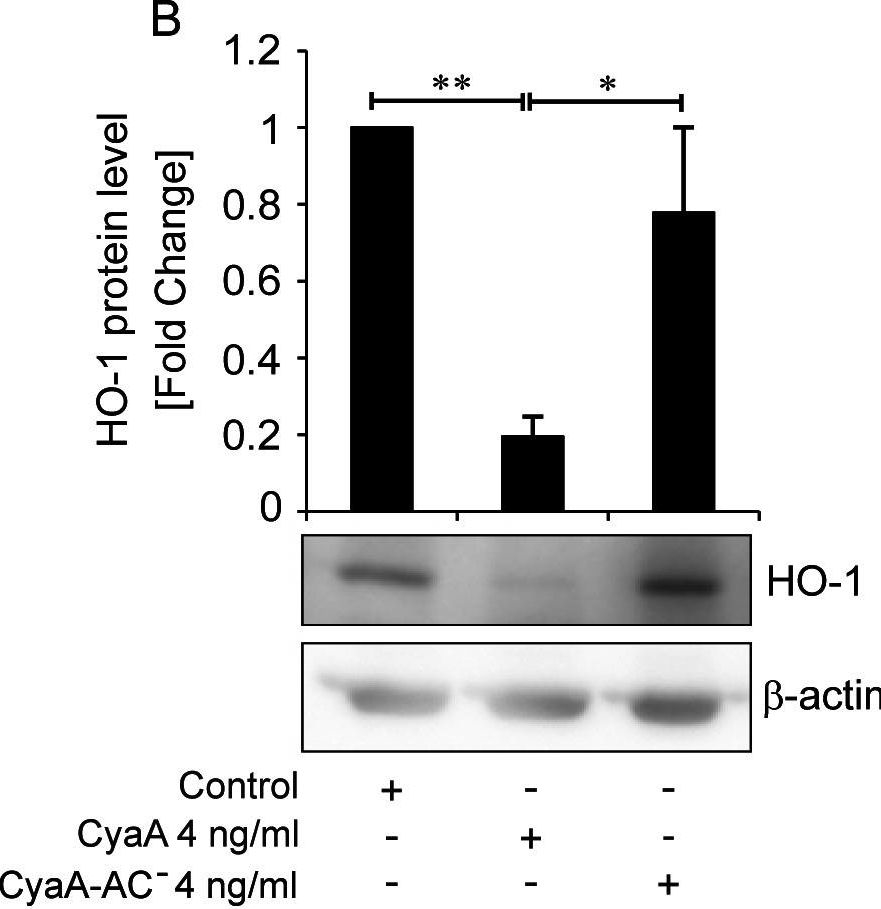 ADI-SPA-896 HO-1 polyclonal antibody Western Blot 2
