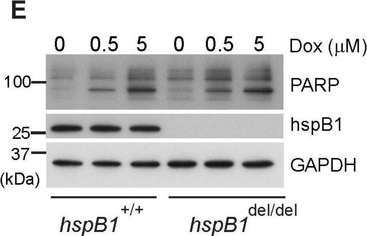 ADI-SPA-801 HSP25 polyclonal antibody Western Blot 1