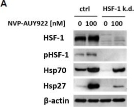 ADI-SPA-901 HSF1 polyclonal antibody Western Blot Human 1